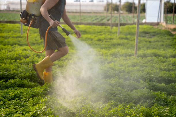 Best Pest Removal Services  in Wesson, MS