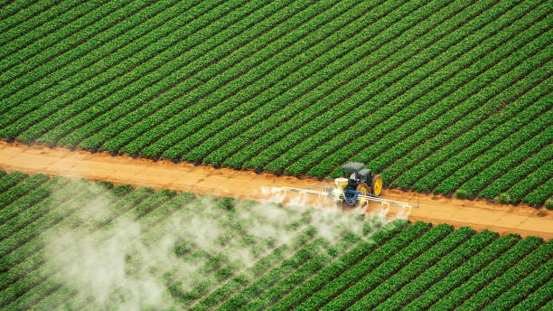Best Cockroach Control Services  in Wesson, MS